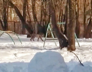 Рысь на школьной спортплощадке в Питкяранте