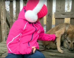 Опекуны для собак