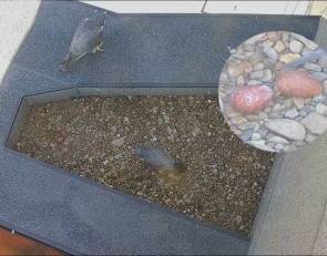 гнездо сапсанов