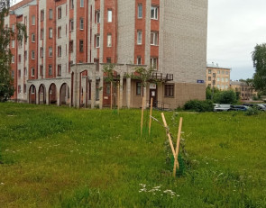 Деревья сломали у сквера Победы