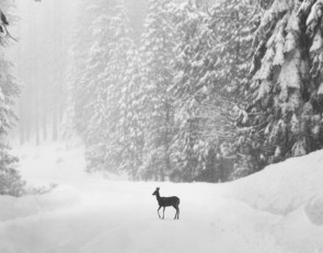 снегопад_снег_зима