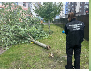 дерево детсад