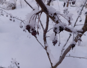 ягоды в снегу