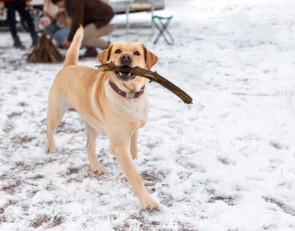 собака гуляет