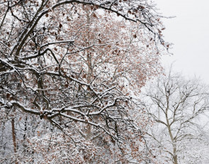 дерево снег