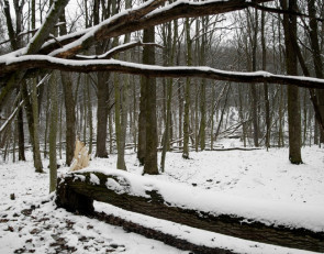 деревья снег