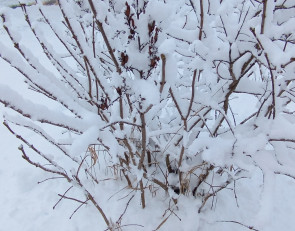 снег и дерево