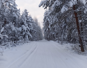 снежные сосны