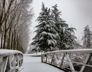 снег_мост_дерево_погода_зима