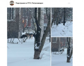 свадьба собак