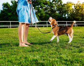 Площадки для собак