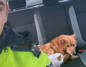 Спасение собаки