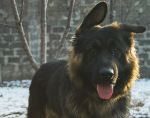 Овчарка на улице