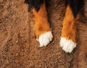 Лапы собаки