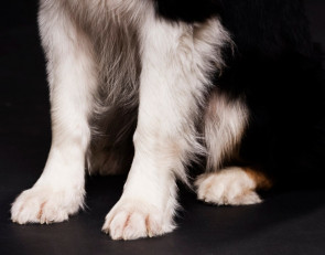 собачьи лапы