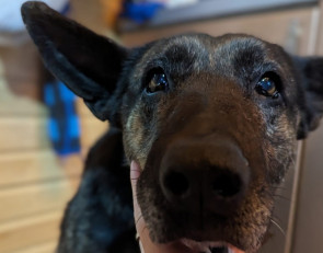 бездомная собака