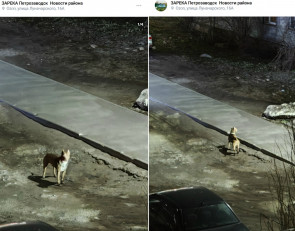 пес на улице