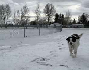 собака на улице
