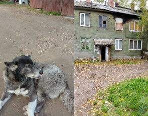 одинокая собака