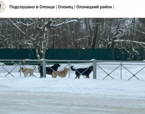 свора_собак