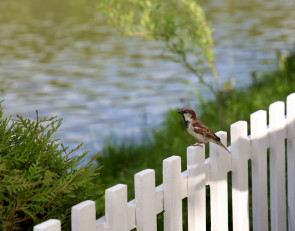 забор_птица_река_лето