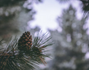 шишки_сосна