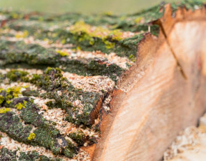 спиленное дерево