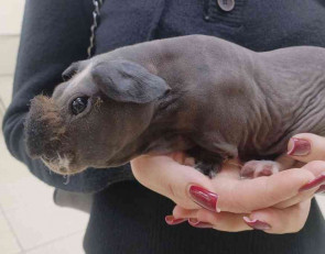 карликовый бегемот