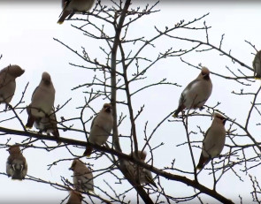 Свиристели прилетели в Петрозаводск