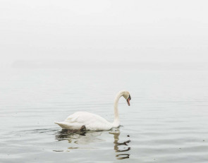 лебедь_природа_озеро