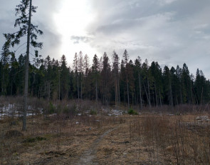 весна_осень_лес_небо_тучи_солнце