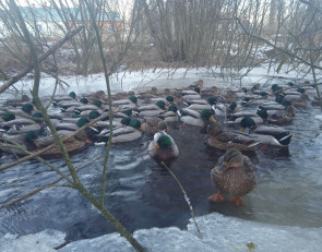 на водоемах образуется лед