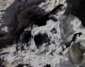 Торчат кости захоронение