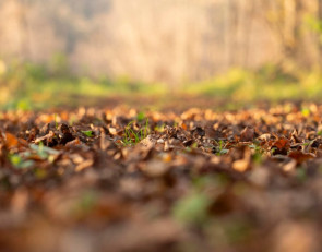 листья и трава