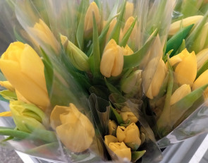 букет тюльпанов