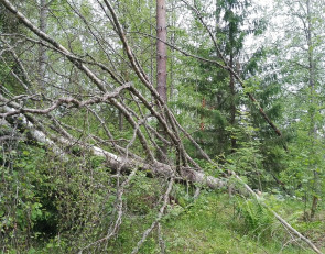 Поваленное ветром дерево