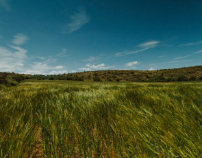 участок земли