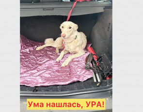 собака в машине