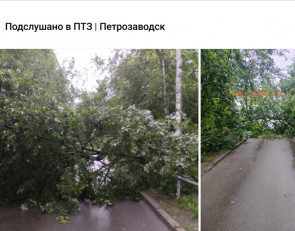 упавшее дерево