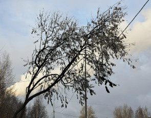 дерево_небо_погода