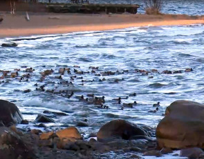 Уточки в Онежском озере