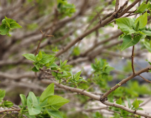 Весна на улице