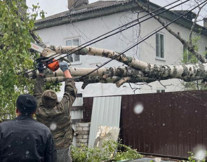 упавшее дерево в Сосновце