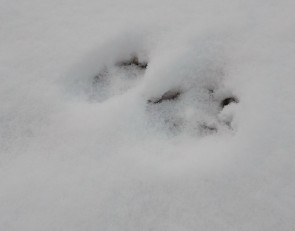 волчий след на окраине села