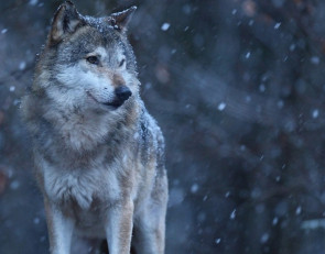 Волк в лесу