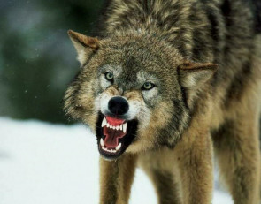 волк огрызается