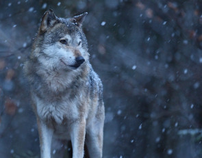 волк среди деревьев