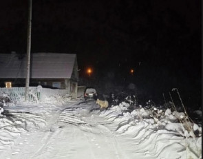 волк у дома