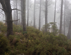 туман в лесу