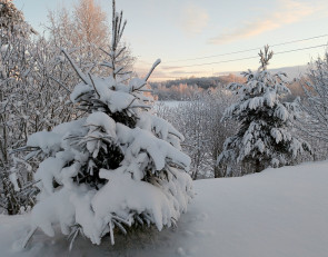 мороз_зима_снег